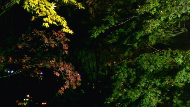 Autumn trees in the city swaying at night with lights in the background