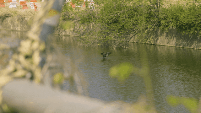 Quiet river where black water birds swim
