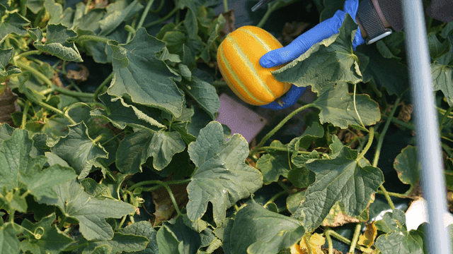 Person harvesting yellow Korean melons
