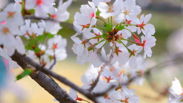 Cherry blossoms in full bloom on a branch