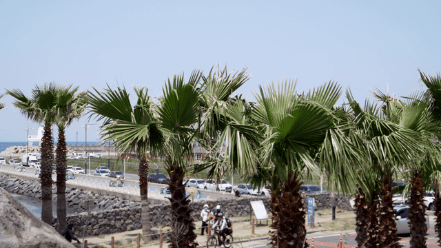 해변 도로 옆의 야자수