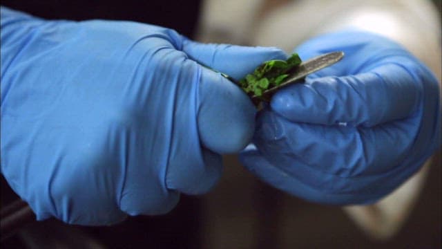 프라이팬에서 조리되는 토마토 요리에 허브를 잘라 넣는 모습