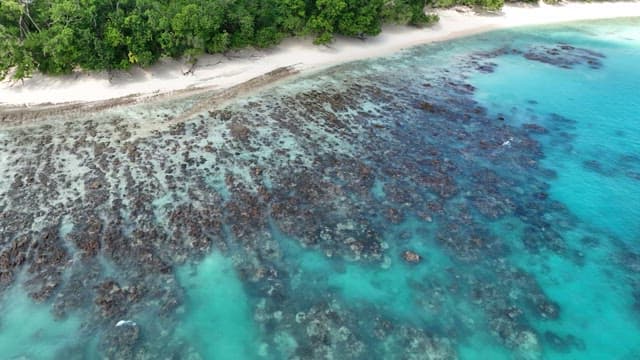 Aerial view of a tropical beach with clear water