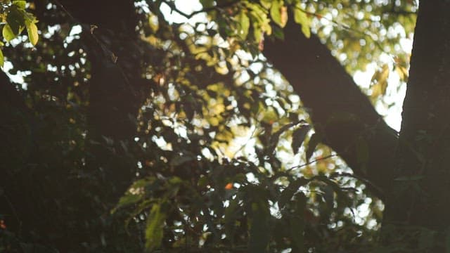 Sunlight Through Leaves with Spiderweb in the Forest