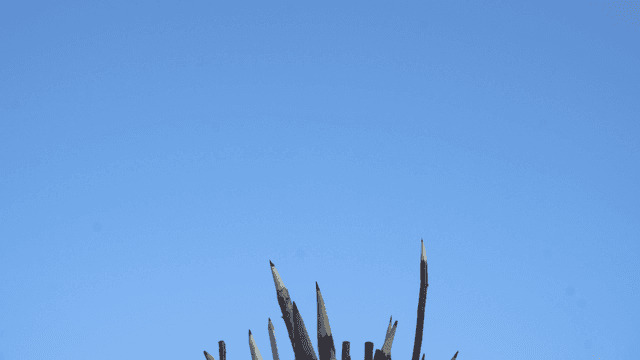 뻗은 나무 연필들이 있는 맑은 하늘