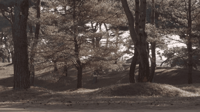 A peaceful park with a bench