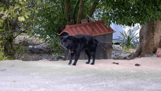 Black dog tied to kennel in garden