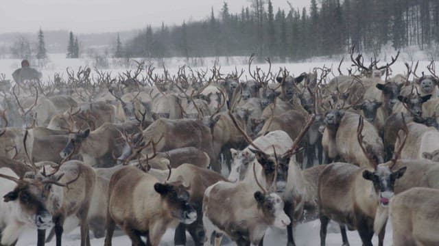 Herd of Reindeer in a Snowy Landscape