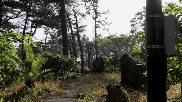 햇살이 비치는 고요한 숲길