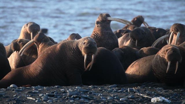 Walruses Resting on a Pebble Beach