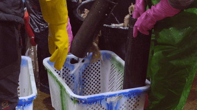 People taking octopuses out of fish traps