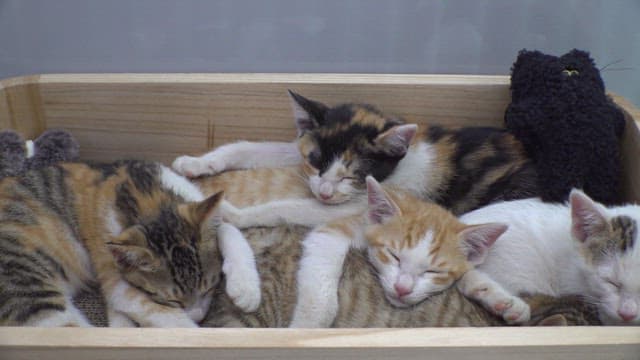 Group of kittens peacefully sleeping together in a wooden box