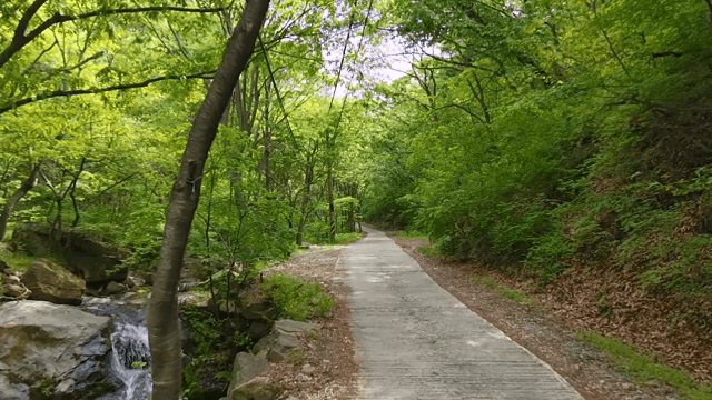 작은 폭포가 있는 고요한 숲길