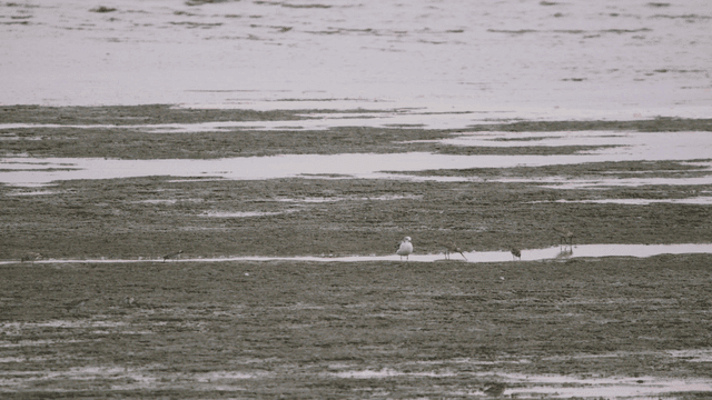 갯벌에서 부지런히 먹이를 찾는 새들