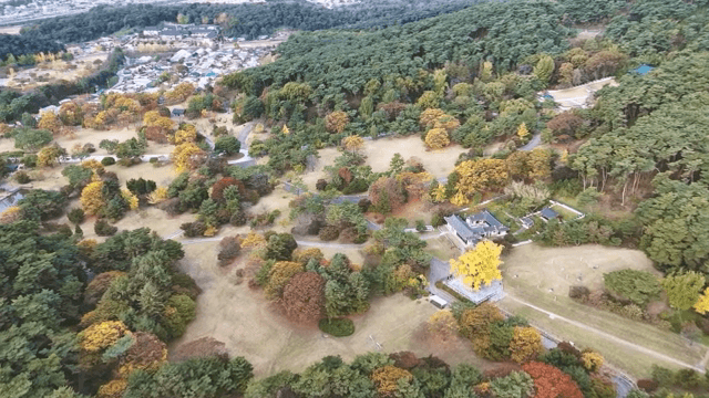 Aerial view of a colorful autumn forest