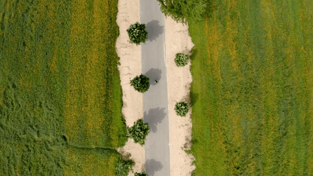 나무가 있는 녹색 들판을 가로지르는 도로