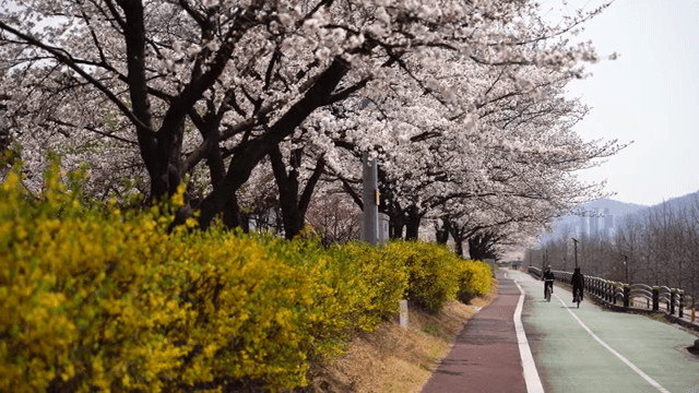 Cherry blossoms along a scenic bike path