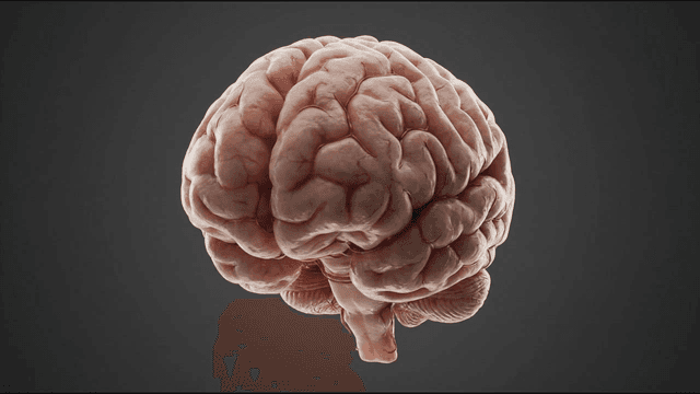 Detailed view of 3D model of human brain