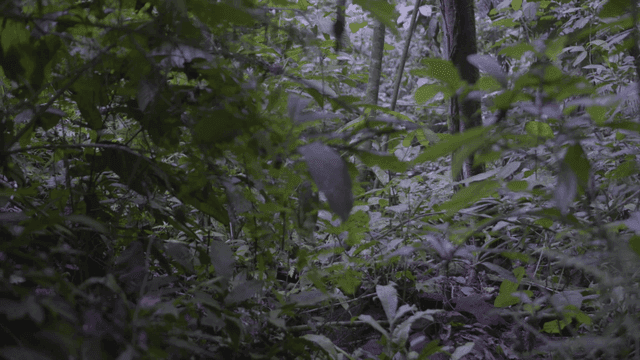 Dense forest with lush green foliage