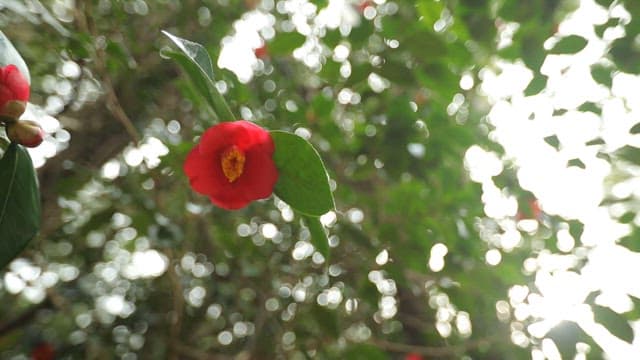 녹색 잎 사이의 빨간 동백꽃