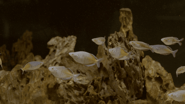 Fish swimming around rocks in an aquarium