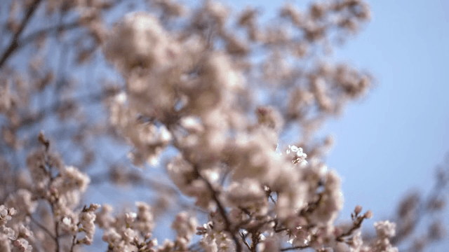 맑은 하늘 아래 피어나는 벚꽃