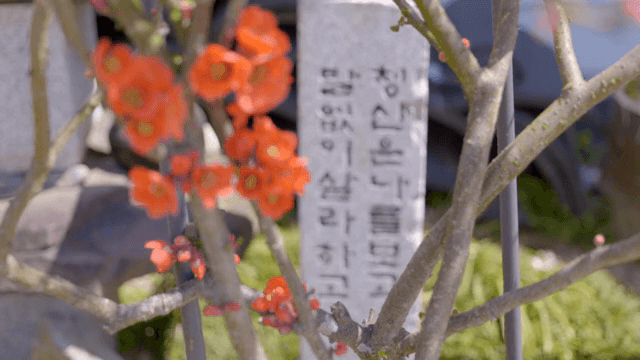 가지에 피어난 붉은 꽃들과 비석