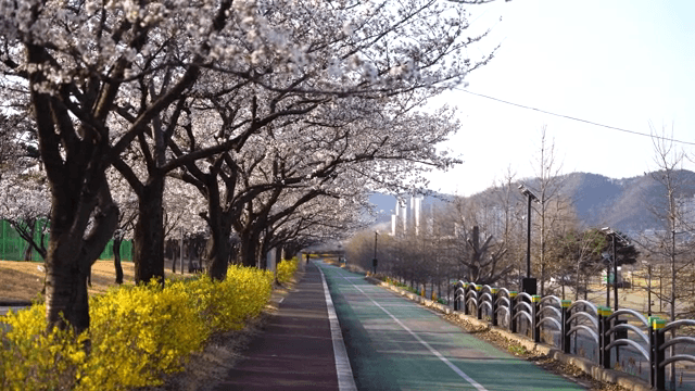 평화로운 길을 따라 핀 벚꽃