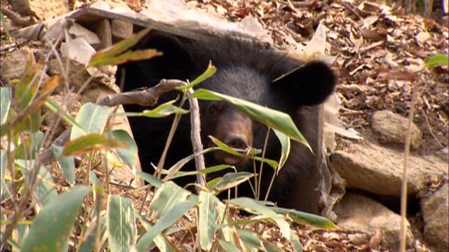 Bear Peeking Out from its Den in the Forest