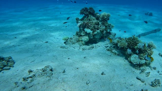 Colorful coral reef with diverse fish