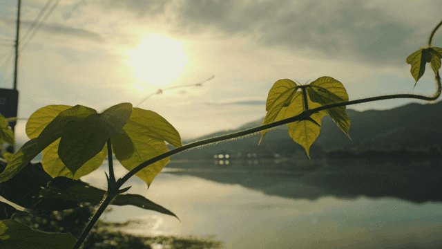 고요한 호수 옆 햇빛을 받은 잎사귀