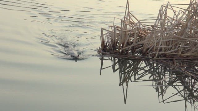 An otter swimming in a serene lake near reeds