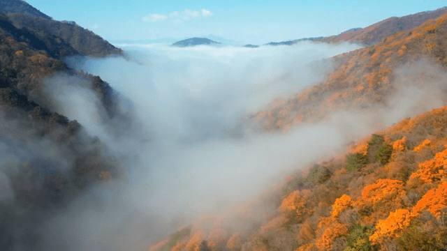 Foggy mountains with autumn foliage