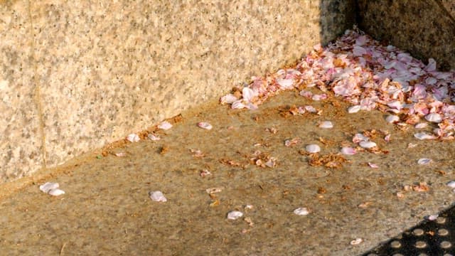 돌계단에 떨어져있는 꽃잎