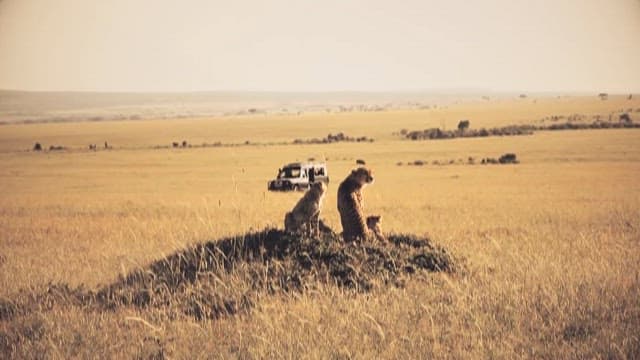 Cheetahs Watching Over the Savanna