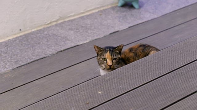 Cat resting on wooden steps