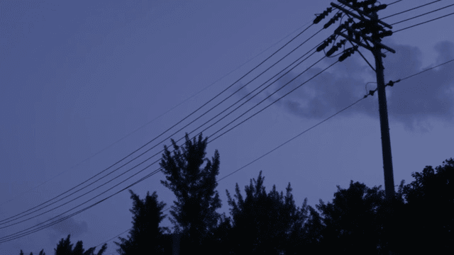 전선과 나무가 있는 저녁 하늘