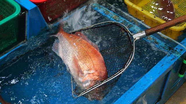 Fish being caught in a net in a tank