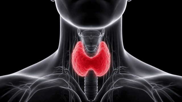 Anatomical illustration of the thyroid gland