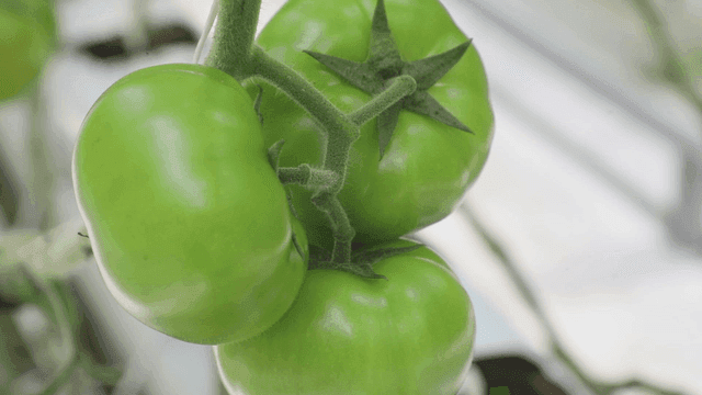 Green tomatoes growing on a vine