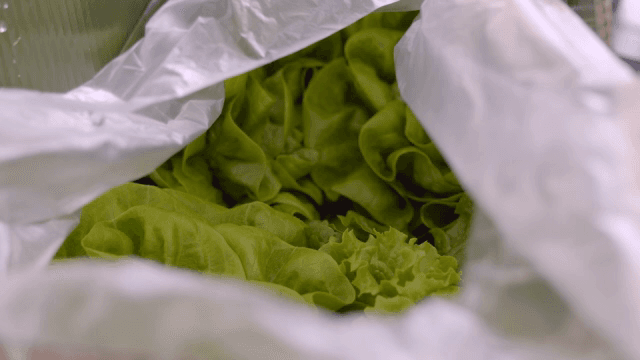 비닐봉지 속 신선한 상추