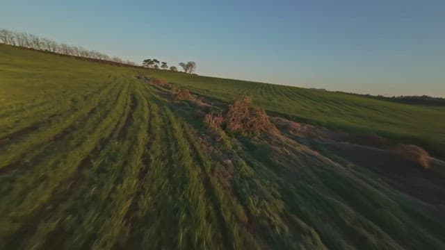 멀리 나무가 있는 넓은 초록 들판