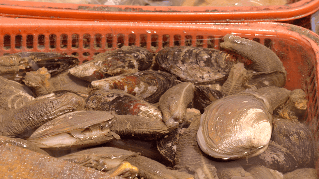Fresh clams in a market basket