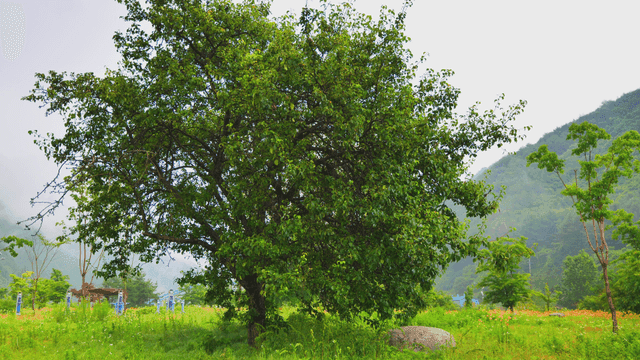푸른 들판의 무성한 나무