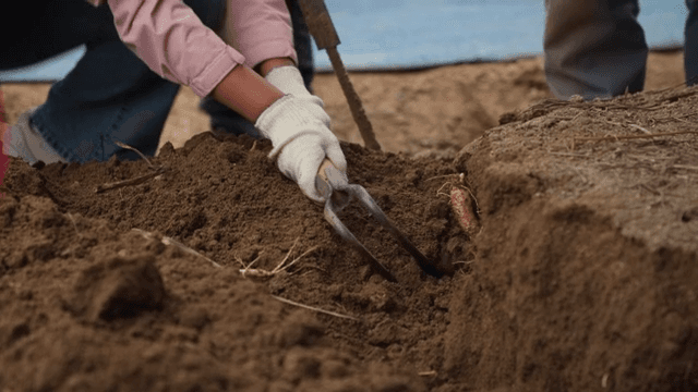 흙에서 인삼을 수확하는 모습