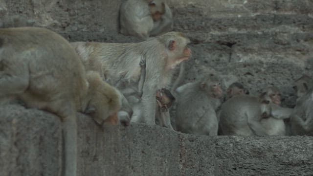 Monkeys Resting on a Stone Structure in Ancient Temple