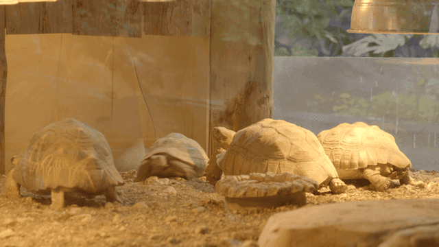 Tortoises in an indoor enclosure