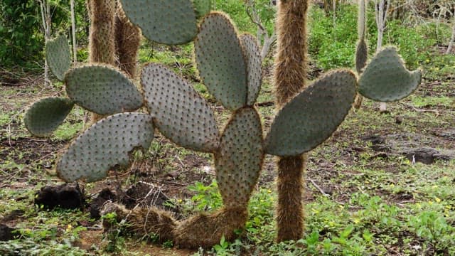 Cactus in a Lush Green Landscape