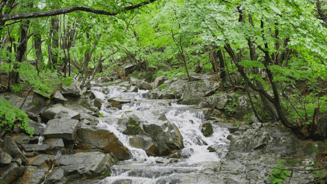 고요한 숲 사이를 흐르는 맑은 시냇물