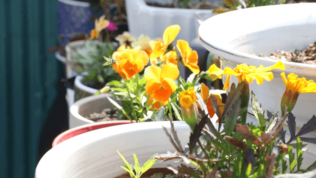 정원에 있는 밝은 노란색 꽃들